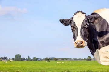 Cow head right side, looking at camera, standing , black and white, pink nose