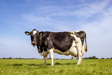Solid cow grazing standing black white dairy in a meadow, large udder fully in focus, blue sky, green grass