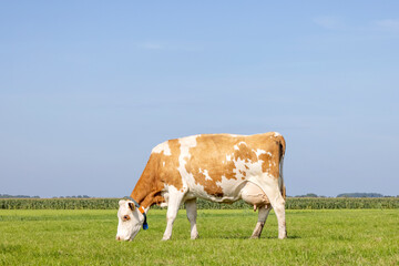 Dairy cow grazing in a meadow, pale red, pink large udder fully in focus, blue sky, green grass horizon over land © Clara