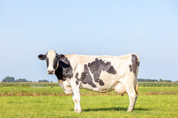 Healthy cow standing on green grass in a field, pasture and a blue sky, side view