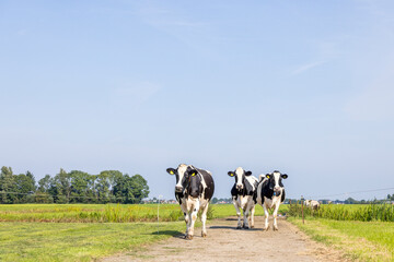 Three cows on a path in a pasture, black white, walking towards together, green grass and a blue sky