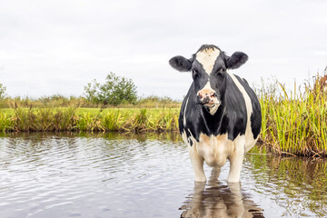 Cow cooling down, going to swim, taking a bath and standing in a creek, reflection in the water,