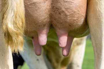 Cow udder and teat close up, soft pink and mammary - obrazy, fototapety, plakaty