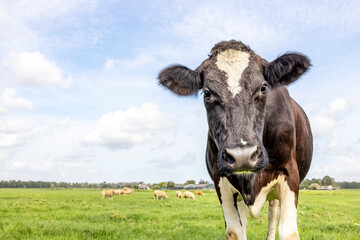 Pushy cow, black and white curious looking, oncoming in a green field, blue sky