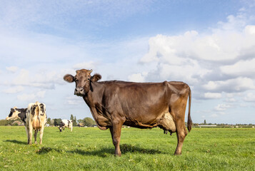 Brown cow choclate dairy standing proudly in a pasture, large full udder, blue sky, standing on green grass in a field