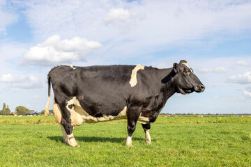 Dairy cow, large udder, standing in a pasture in the Netherlands, black and white and a blue sky