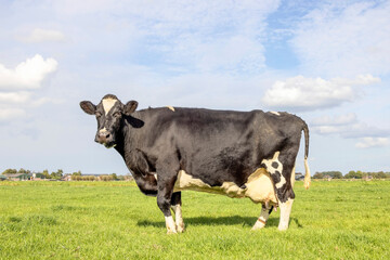 Old cow (14 year), large udder, standing in a pasture in the Netherlands, black and white and a blue sky