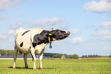 Wailing cow with black dots standing mooing in a field, totally in view