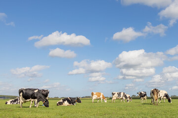 Herd cows grazing in the pasture, peaceful and sunny in Dutch landscape of flat land with a blue...