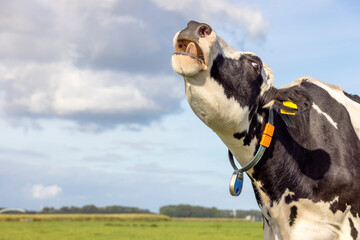 Wailing cow, mooing black and white, heckling in a field, head uplifted, blue sky
