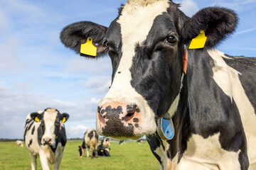 Cow head looking friendly, pink nose, close shot of a black-and-white in front of a blue sky