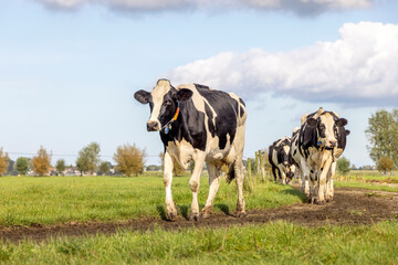 Cows walking on a path to the milking parlor, happy on sunny day, in a row, herd of black and white, with clouds in the sky