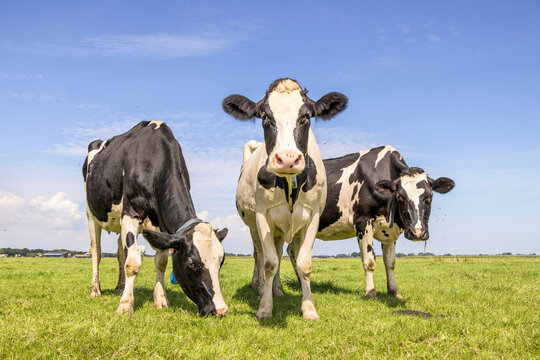 Group cows, standing happy and grazing in a green field, under a blue sky and a horizon over land