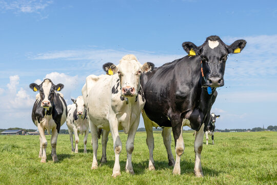 Group cows, standing happy looking black and white in a green field, a blue sky and horizon over land
