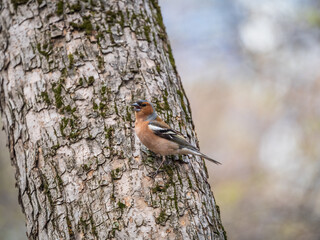 Common chaffinch, Fringilla coelebs, sits on a tree. Common chaffinch in wildlife.