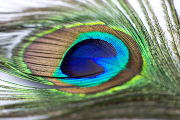 Fototapeta premium Peacock feather on a white background