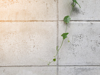 cement block wall There is a green leaf sawn gourd plant.