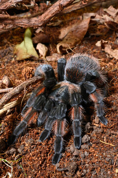 Mexican redleg // Rotbein-Vogelspinne (Brachypelma emilia)