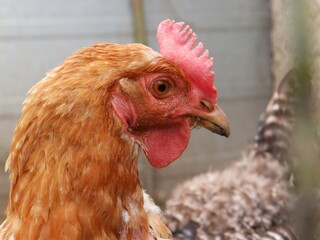 Happy chicken in garden. Village lifestyle.