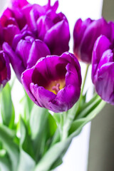 Fototapeta premium Bouquet of lilac tulips close-up. Spring bouquet