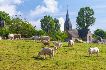 Vaches et veaux charolais dans un pré au coeur du village. Elevage de veau sous la mère. Eglise en arrière plan