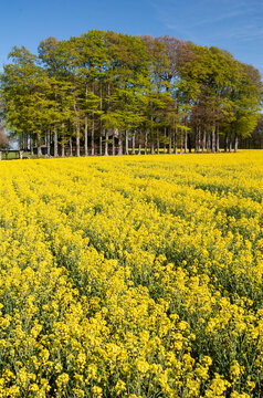 Champ de colza en fleur. Clos masure de h&ecirc;tres en arri&egrave;re-plan. Paysage du pays de Caux