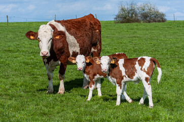 Vache au pré de race montbéliarde avec 2 veaux  jumeaux. Elevage veau sous la mère