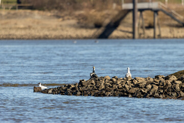Verschiedene Wasserv&ouml;gel an der Elbe