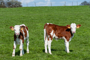 Vache au pré de race montbéliarde avec 2 veaux  jumeaux. Elevage veau sous la mère