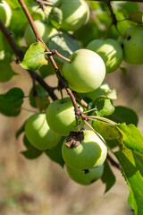 green apples on the branches