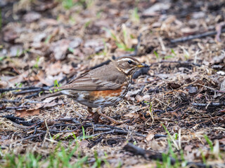 Wood bird Redwing, Turdus iliacus, on a sprng lawn.