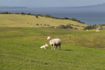Obraz premium White sheep and her newborn lamb on green grass hill at Shakespear Regional Park, New Zealand.