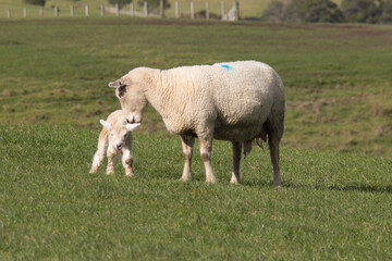 Obraz premium White sheep and her newborn lamb on green grass hill at Shakespear Regional Park, New Zealand.