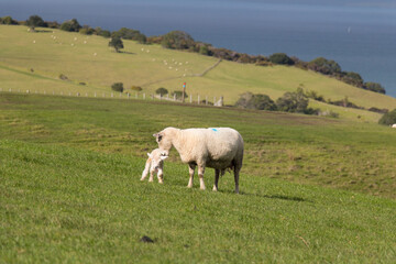 Fototapeta na wymiar White sheep and her newborn lamb on green grass hill at Shakespear Regional Park, New Zealand.