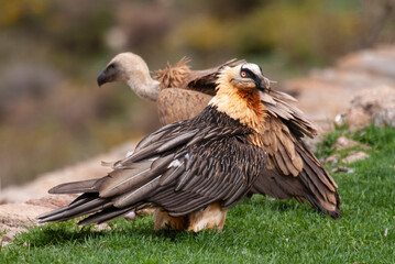 Gypaète barbu,.Gypaetus barbatus, Bearded Vulture, Vautour fauve,.Gyps fulvus, Griffon Vulture