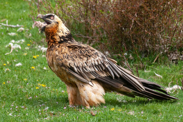 Gypaète barbu, .Gypaetus barbatus, Bearded Vulture
