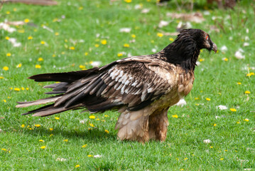 Gypaète barbu, .Gypaetus barbatus, Bearded Vulture