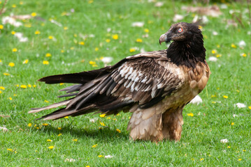 Gypaète barbu, .Gypaetus barbatus, Bearded Vulture