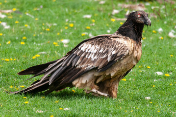 Gypaète barbu, .Gypaetus barbatus, Bearded Vulture