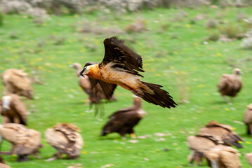 Gypaète barbu, .Gypaetus barbatus, Bearded Vulture