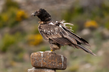 Gypaète barbu, .Gypaetus barbatus, Bearded Vulture