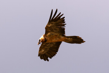 Gypaète barbu, .Gypaetus barbatus, Bearded Vulture