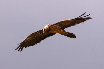 Gypaète barbu, .Gypaetus barbatus, Bearded Vulture