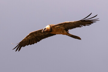 Gypaète barbu, .Gypaetus barbatus, Bearded Vulture