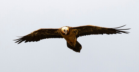 Gypaète barbu, .Gypaetus barbatus, Bearded Vulture