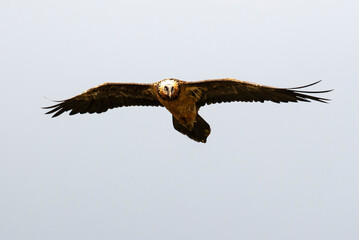 Gypaète barbu, .Gypaetus barbatus, Bearded Vulture