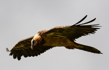 Gypaète barbu, .Gypaetus barbatus, Bearded Vulture