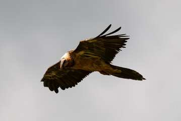 Gypaète barbu, .Gypaetus barbatus, Bearded Vulture