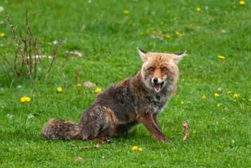 Renard roux, Vulpes vulpes