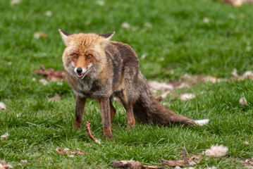 Renard roux, Vulpes vulpes